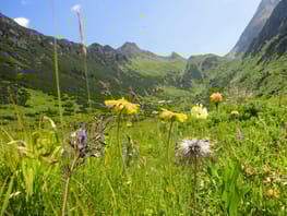 mys-Zum Blumenreich am Kolmhaus-Blumenparadies beim Kolmhaus Zum Blumenreich am Kolmhaus