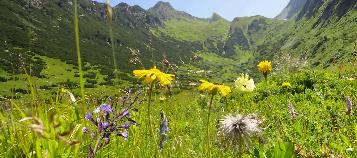 Eine Wiese mit Blumen, im Hintergrund sind Berge zu sehen