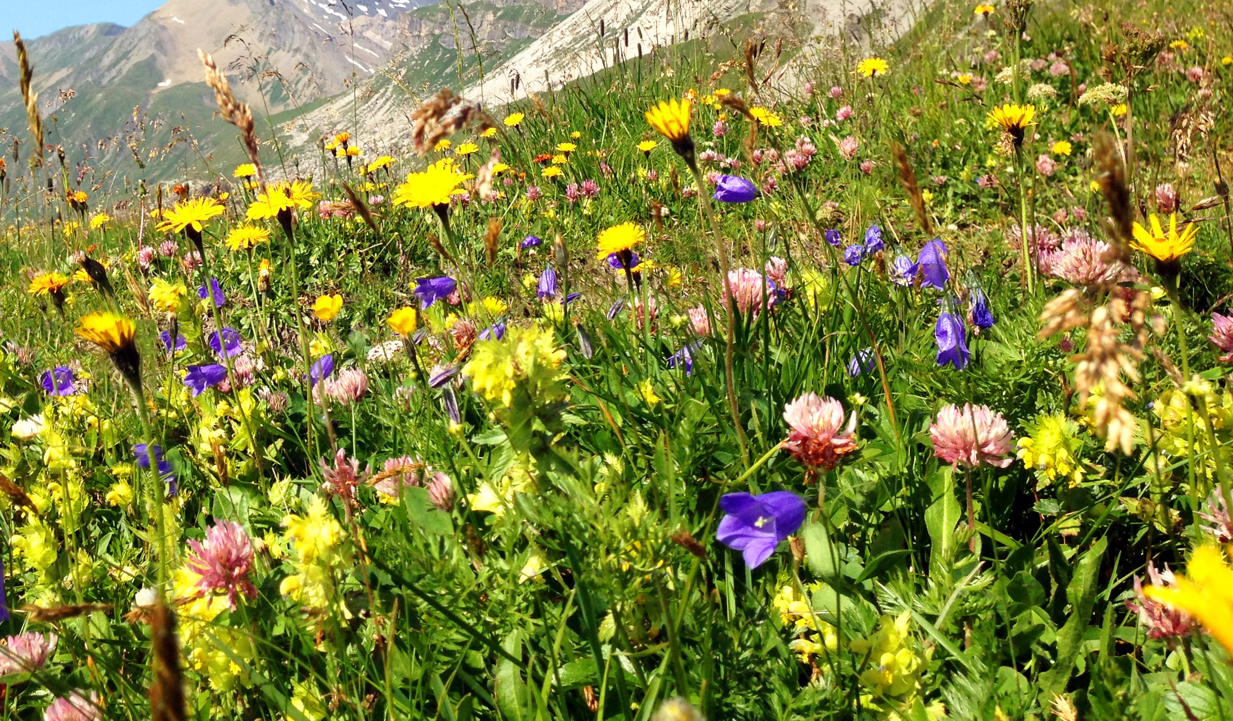 mys-Alpine herb senses in Brandberg-Kräuter-Sinnen in Brandberg