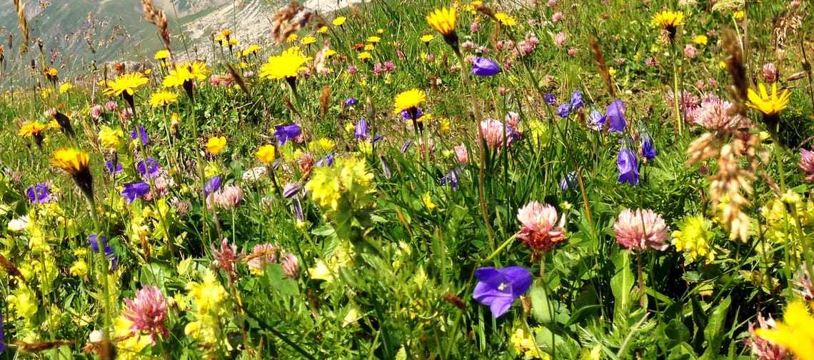 mys-Almkräuter-Sinnen in Brandberg-Kräuter-Sinnen in Brandberg