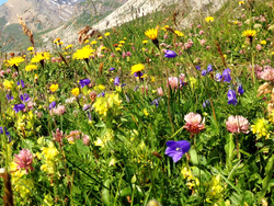 mys-Alpine herb senses in Brandberg-Kräuter-Sinnen in Brandberg