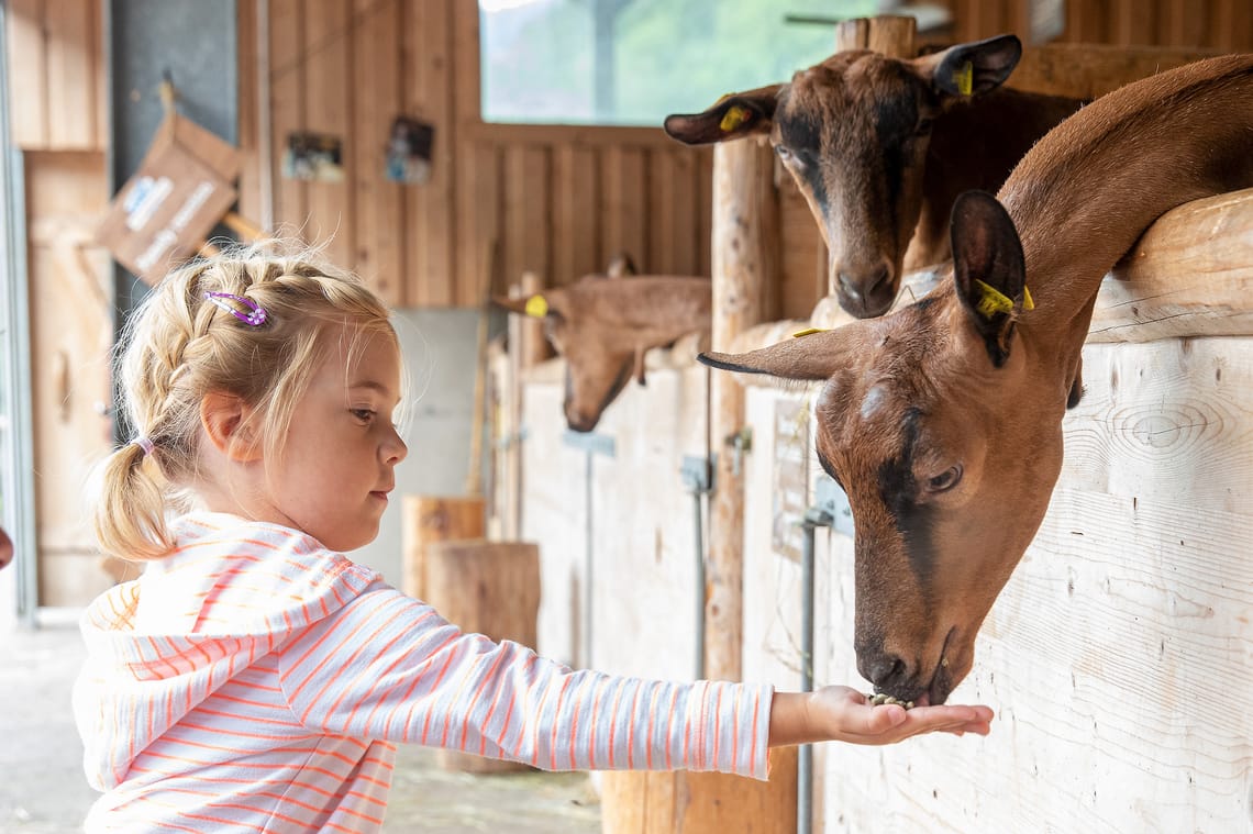 Girl feeding a goat