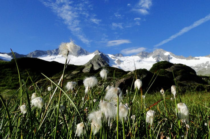 Blooming cottongrass in the Zillertal Alps Nature Park with green slopes and snow-covered peaks. The idyllic landscape of the Mayrhofen-Hippach holiday region is perfect for hiking and nature lovers, offering fresh mountain air and untouched alpine flora.