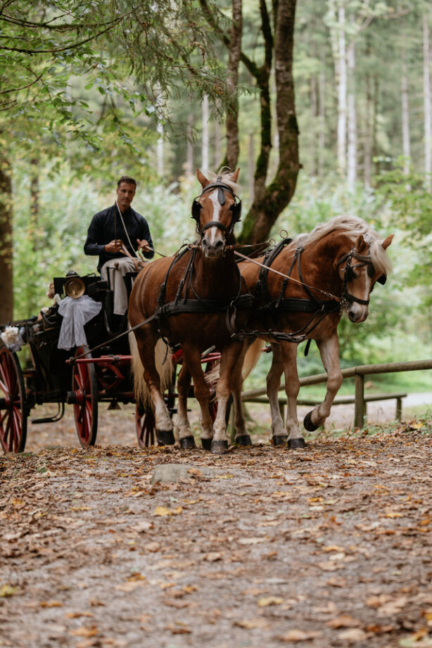 Kutschfahrt mit Freunden oder der Familie mit dem Finkenberger Sattel
