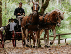 mys-Carriage ride with friends or the family with the Finkenberger Sattel-Kutschfahrt Finkenberger Sattel