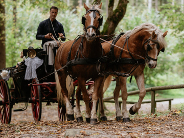 mys-Carriage ride with friends or the family with the Finkenberger Sattel-Kutschfahrt Finkenberger Sattel