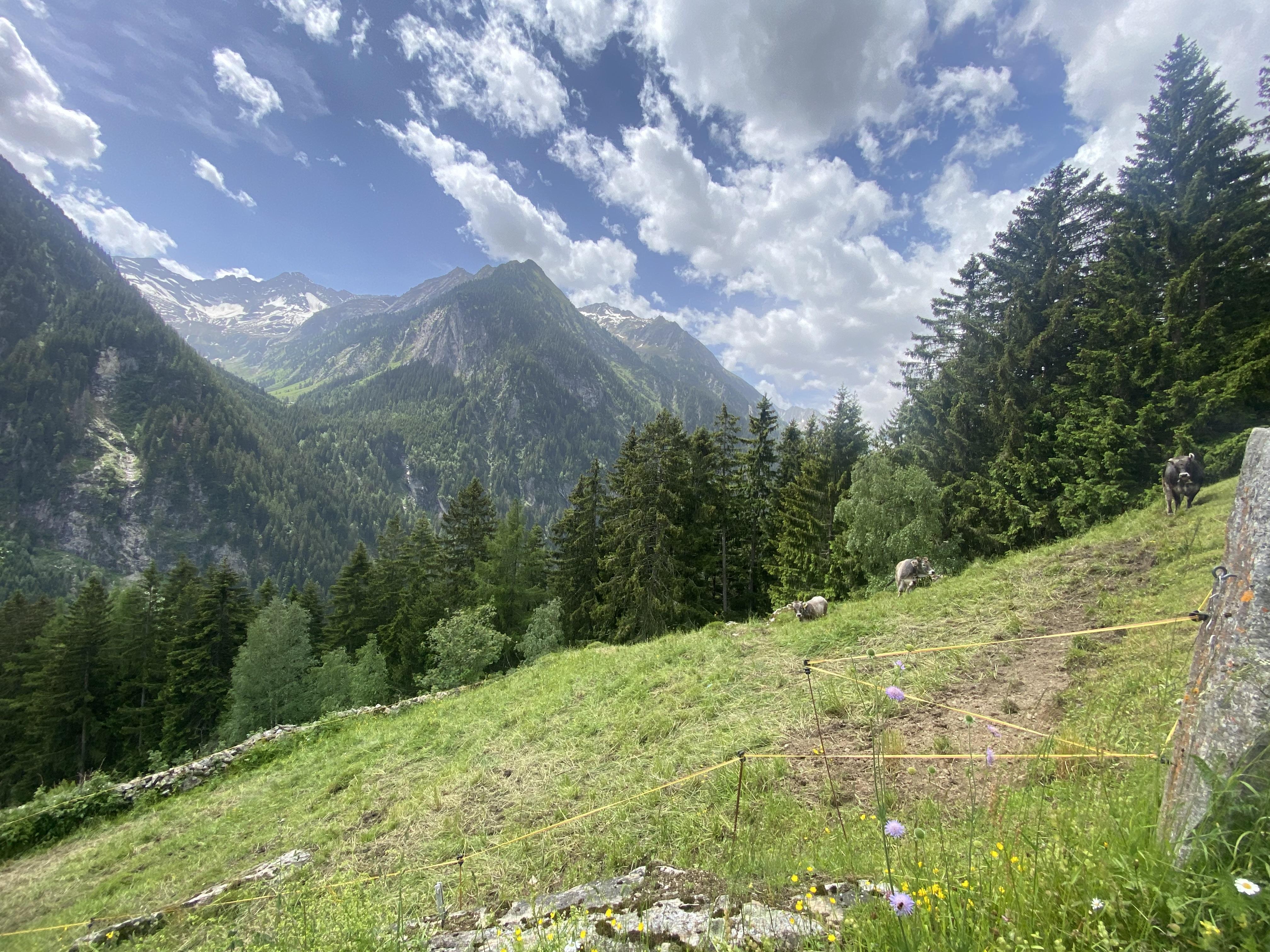 feratel-Alpenchalets Königreich Innerböden - Foto 05.06.22, 11 35 16