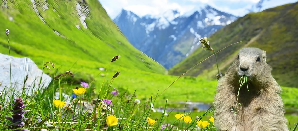 mys-Weitental: Valley of idyll & flower splendor-Media Upload