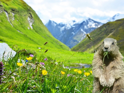 mys-Weitental: Valley of idyll & flower splendor-Media Upload