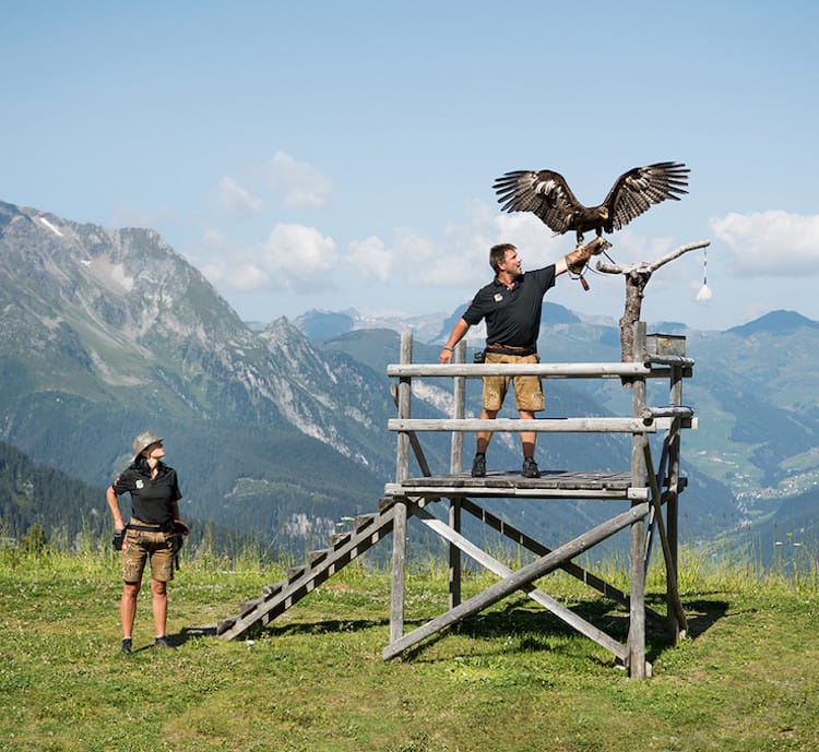 Greifvogelvorführung Mayrhofner Bergbahnen