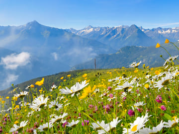 mhf-sommer-landschaft-almwiese-foto-paul-suerth ©Paul Sürth