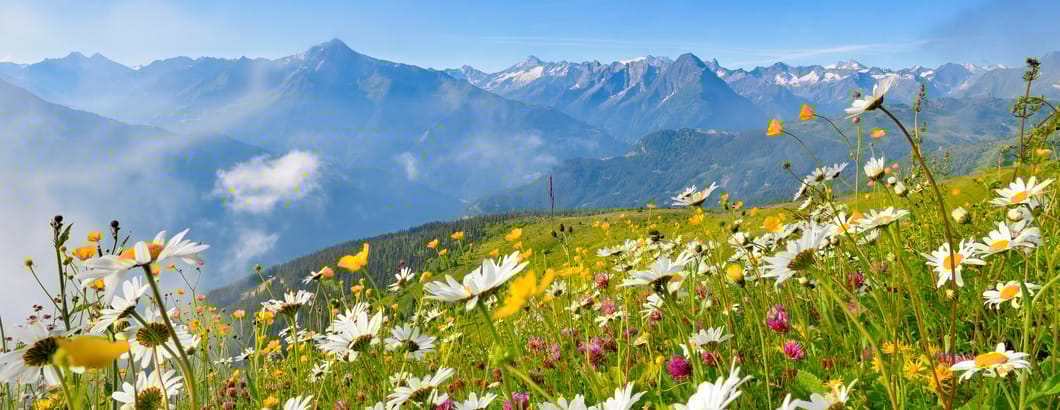 mhf-sommer-landschaft-almwiese-foto-paul-suerth mhf-sommer-landschaft-almwiese-foto-paul-suerth