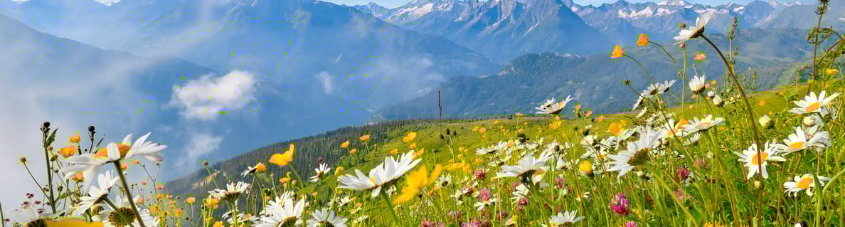 mhf-sommer-landschaft-almwiese-foto-paul-suerth mhf-sommer-landschaft-almwiese-foto-paul-suerth