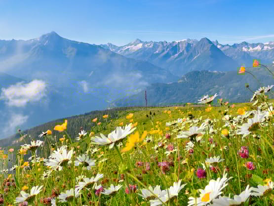 mhf-sommer-landschaft-almwiese-foto-paul-suerth ©Paul Sürth