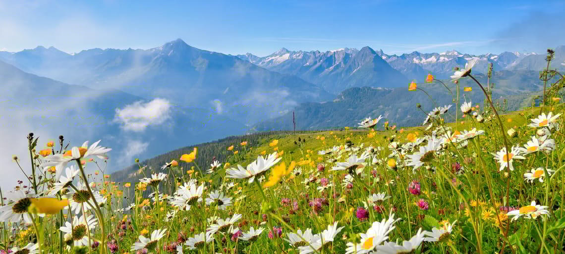 Summer landscape in Mayrhofen-Hippach Summer landscape in Mayrhofen-Hippach
