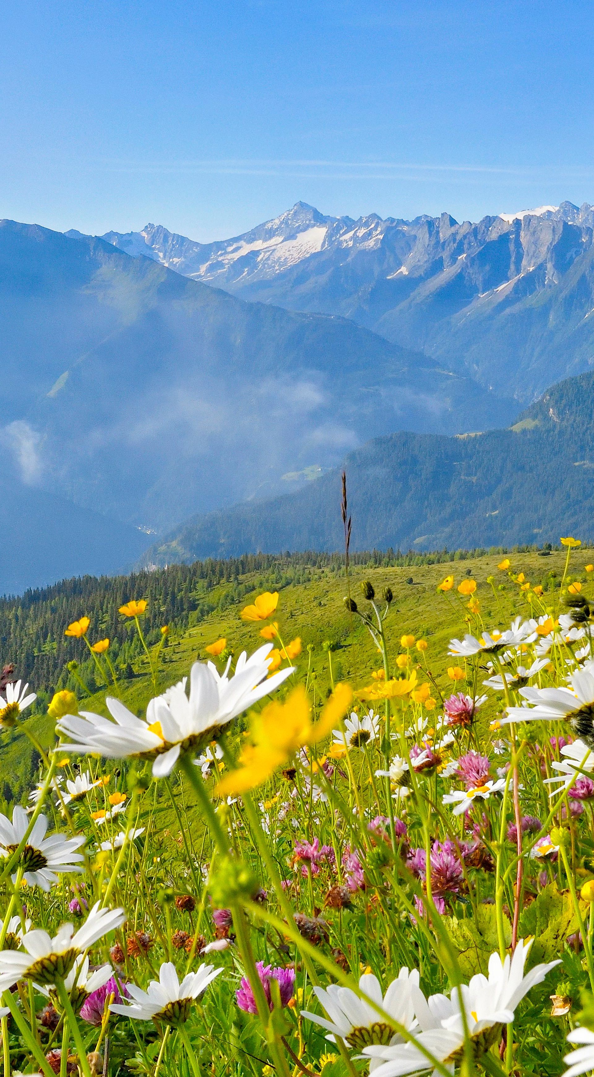 Blumenwiese in Mayrhofen im Zillertal