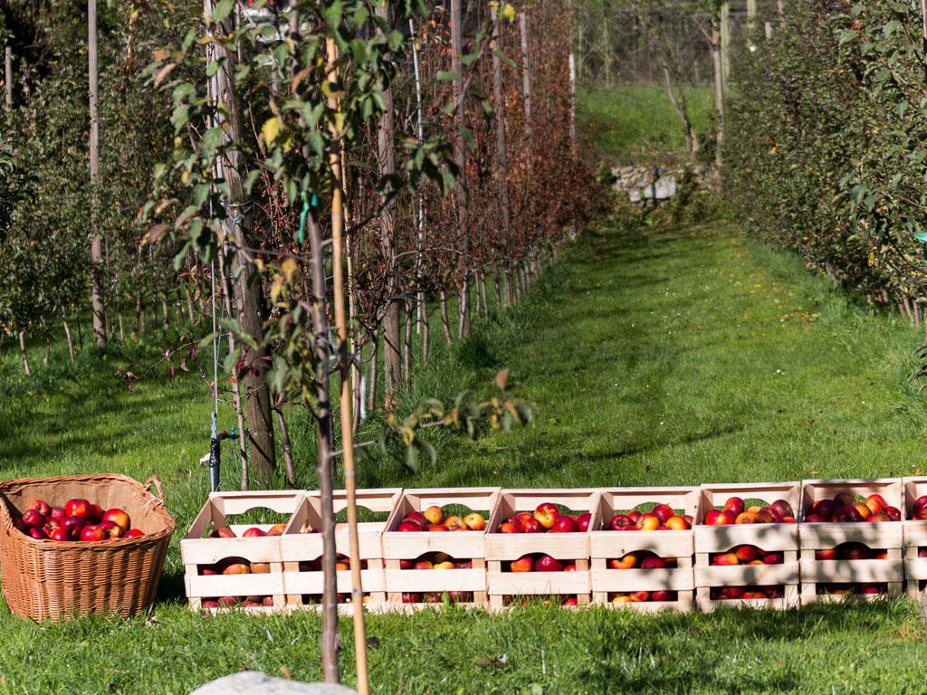 mys-Schnapsbrennerei Stiefelscherm - Fam. Rieser-Media Upload