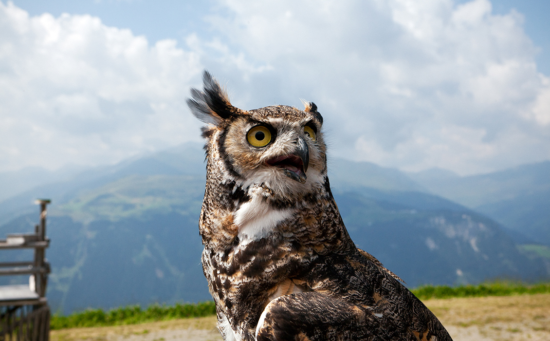 Greifvogel an der AdlerBühne Ahorn im Sommer