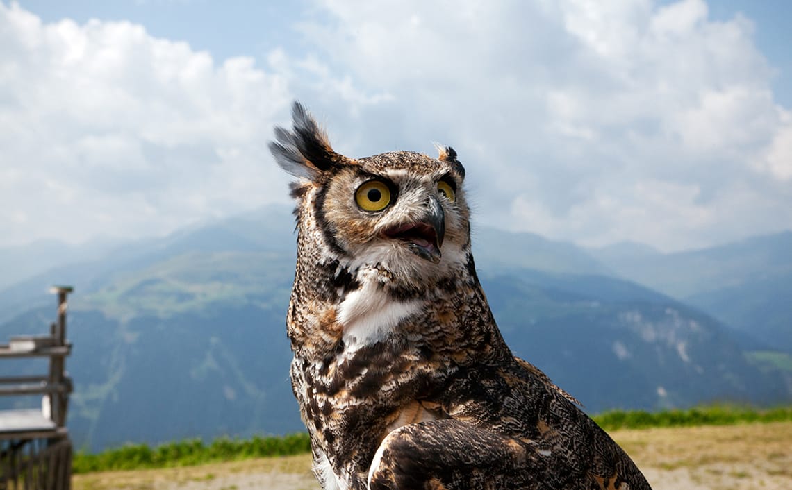 mbb-adlerbuehne-ahorn-drei Bird of prey at the Eagle's Stage Ahorn in summer