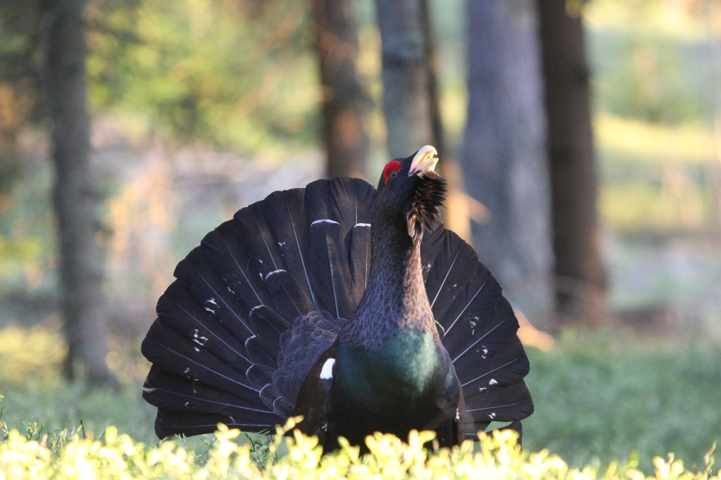 mys-Produktwanderung-Media Upload