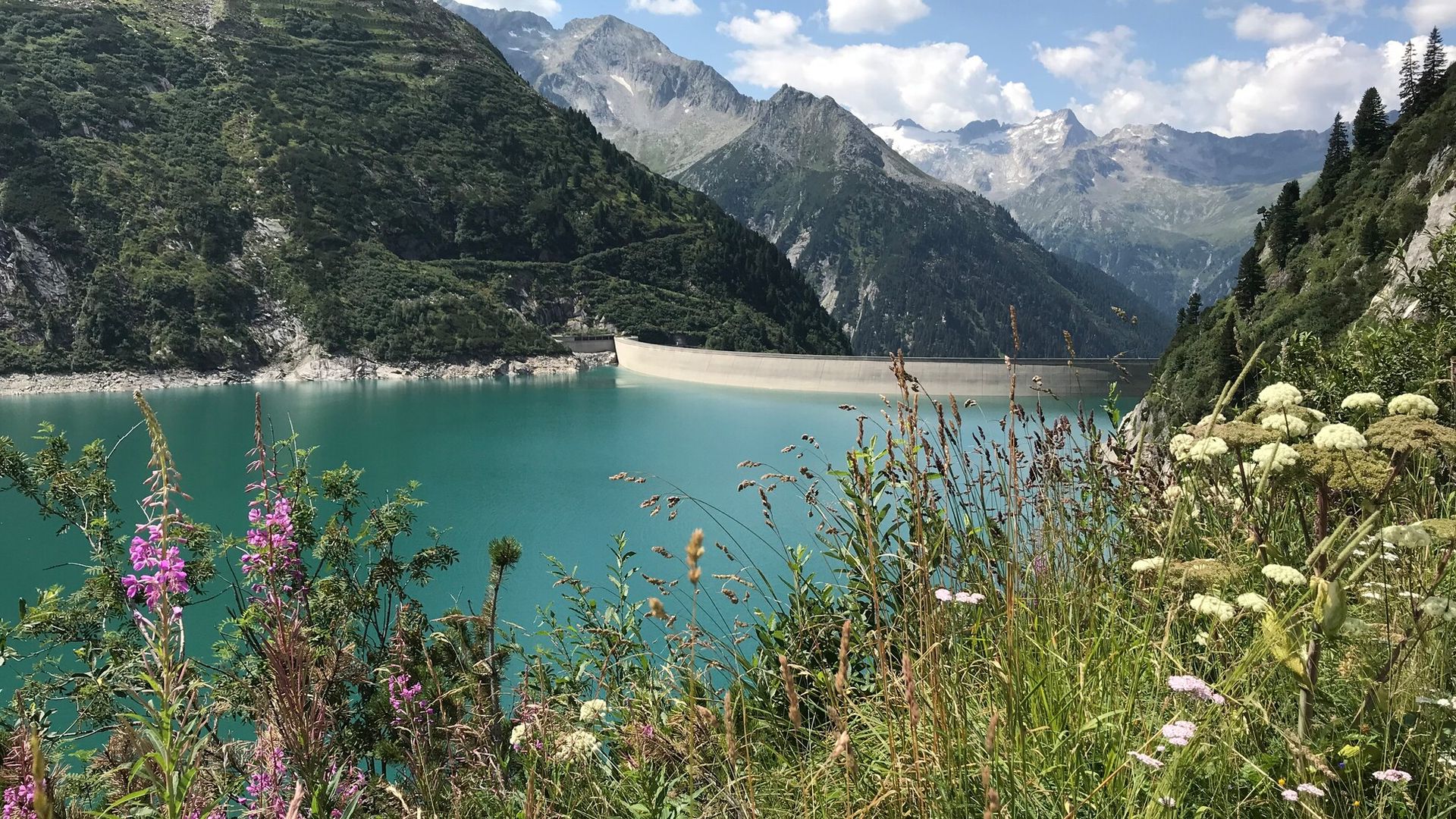 Blick auf den türkisfarbenen Speicher Zillergründl im Zillergrund, umgeben von steilen, grünen Berghängen. Im Vordergrund blühen Alpenblumen. Die Staumauer erstreckt sich quer durch das Tal, dahinter ragen schroffe Gipfel in den Himmel.