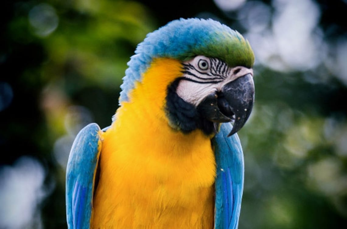 Ara im Raritätenzoo Ebbs Ara im Raritätenzoo Ebbs