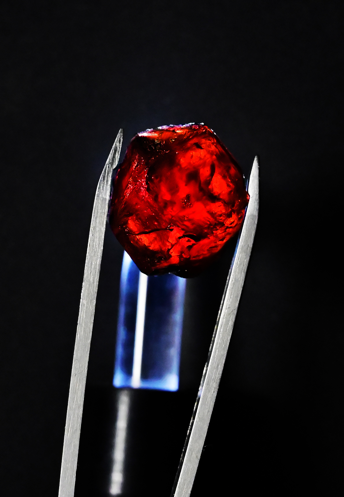 Granat - Waxegg Kees