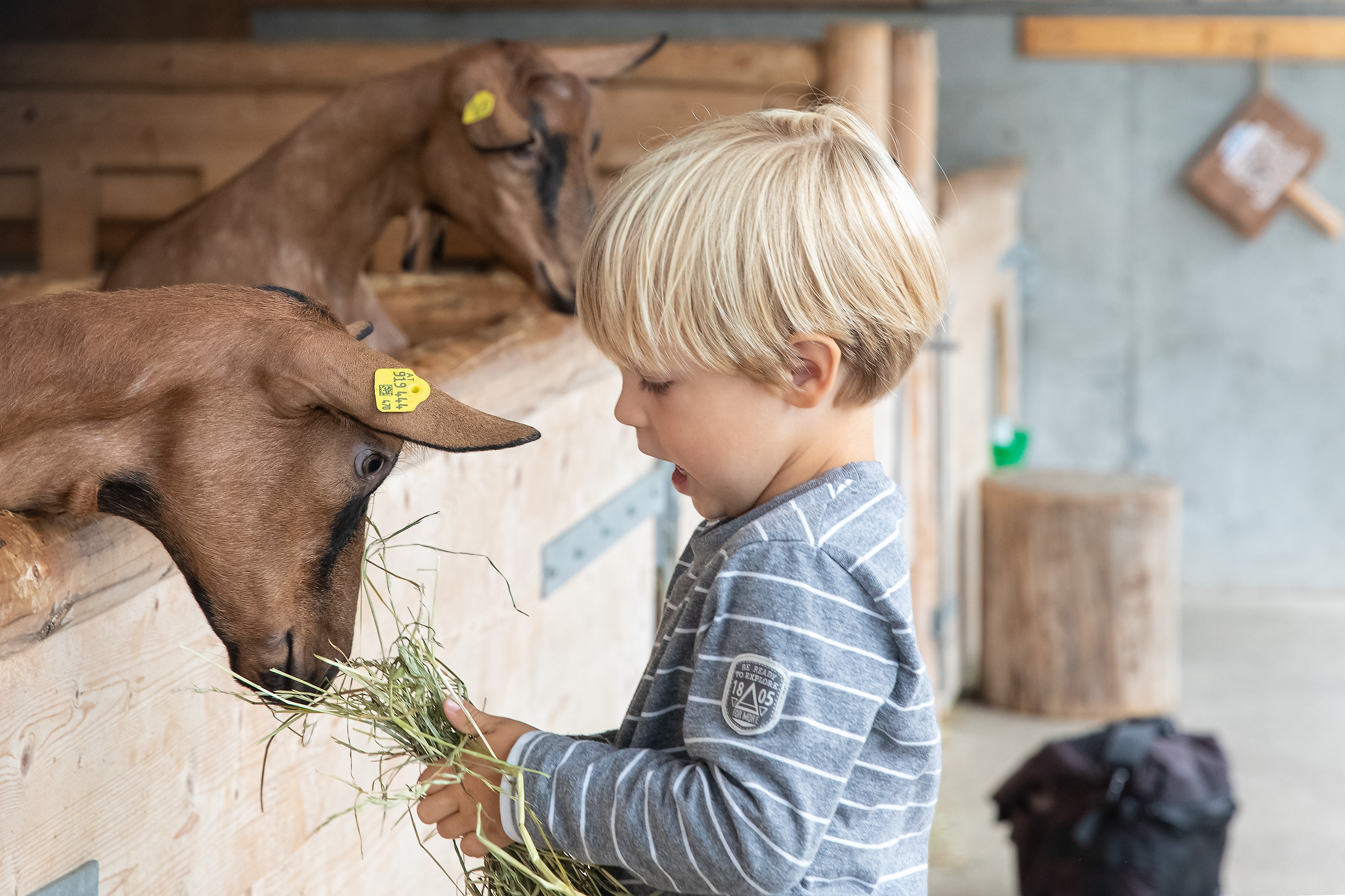 Ein Junge mit blondem Haar füttert Ziegen in einem Stall, während er lächelt und die Tiere frisst. Hintergrund mit Holz und Werkzeug.