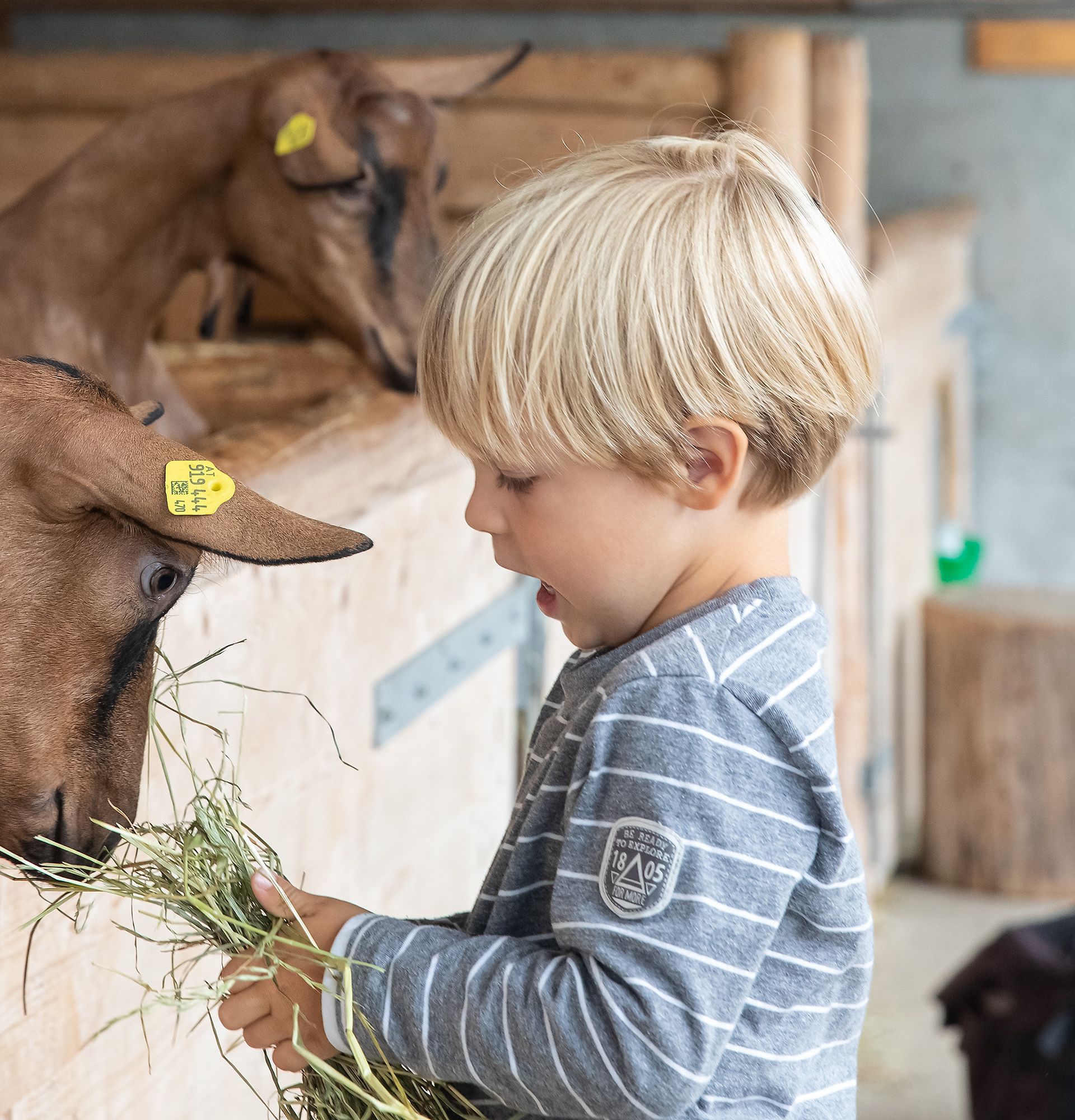 Ein Junge mit blondem Haar füttert Ziegen in einem Stall, während er lächelt und die Tiere frisst. Hintergrund mit Holz und Werkzeug.