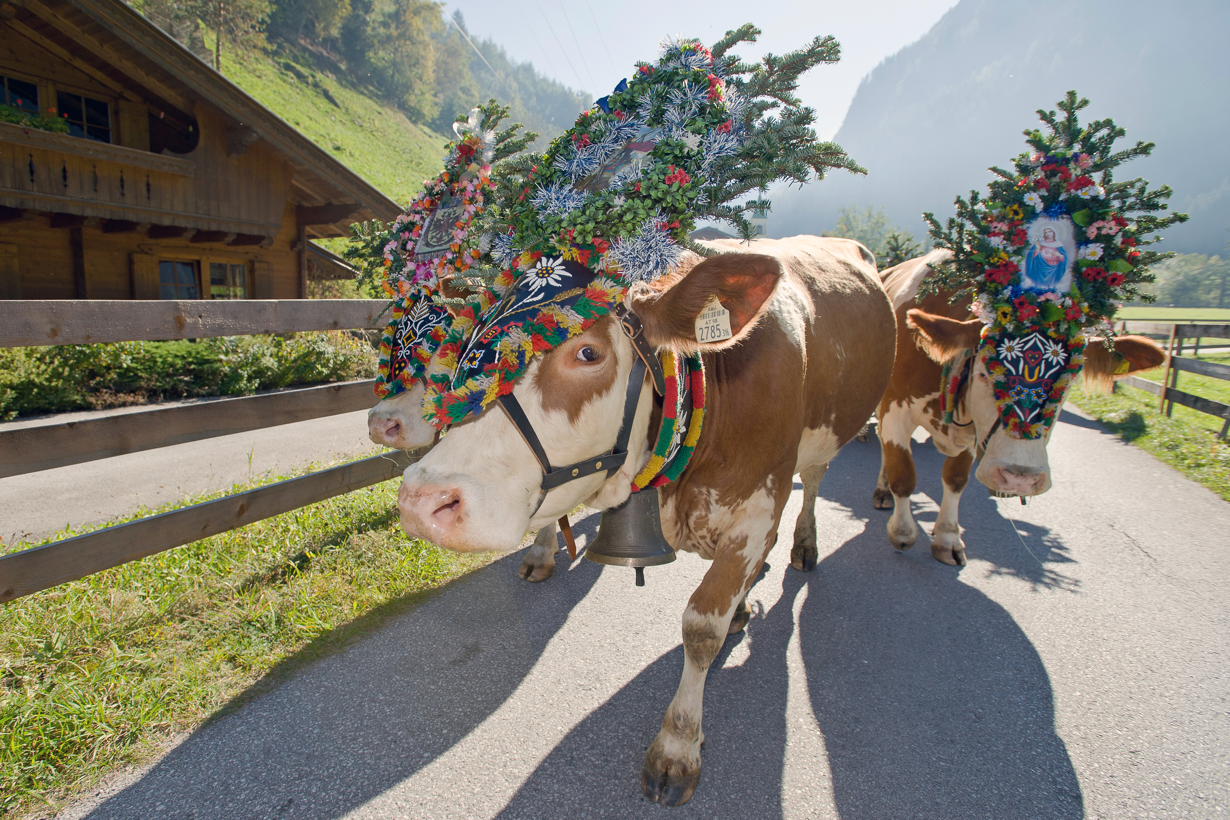 Homecoming of the cows from the alpine pastures down into the valley in Mayrhofen, Zillertal: Decorated with flowers and bells, they return from the mountains.