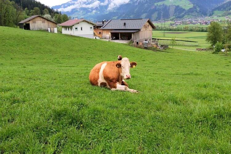 Kuh liegt auf grünem Feld vor Bauernhäusern und Bergen im Hintergrund.