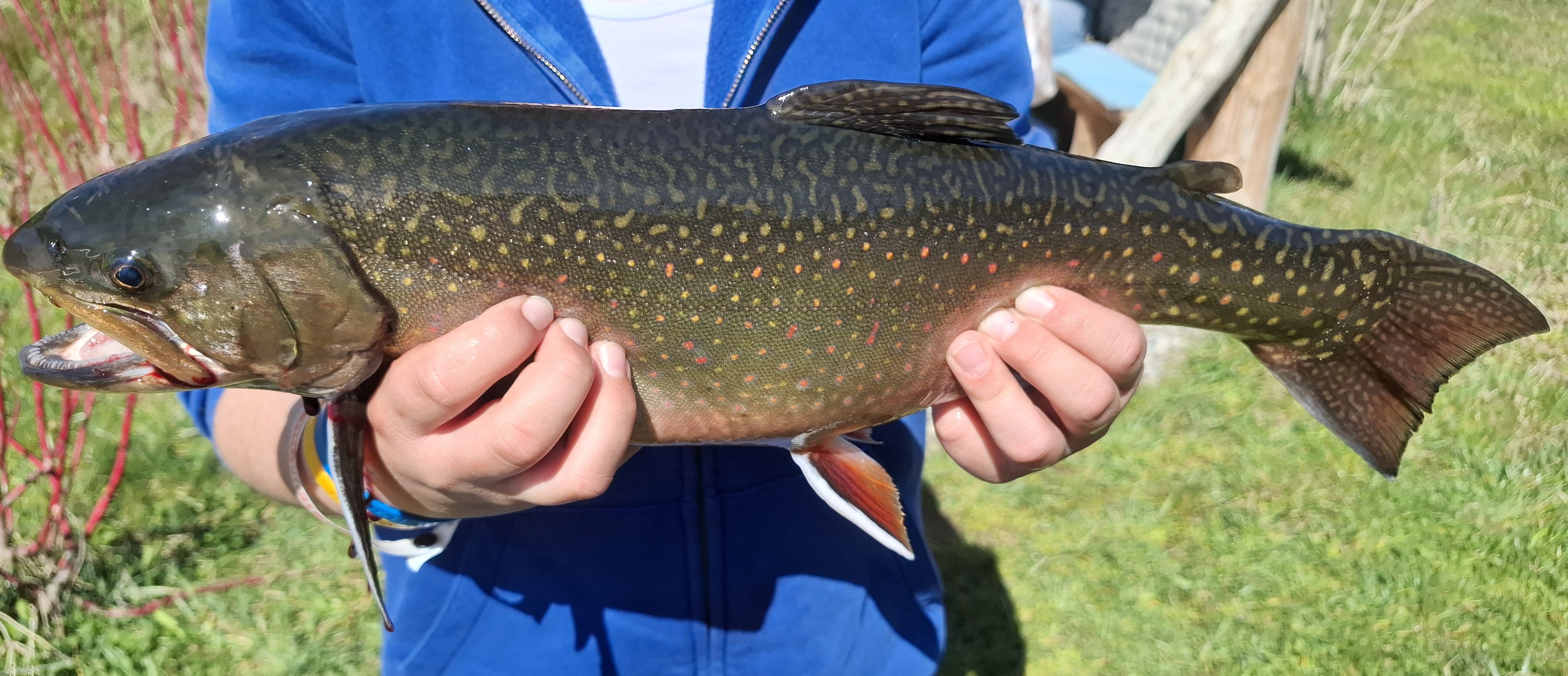 Forelle gefangen bei Fischzucht Moser in Aschau im Zillertal