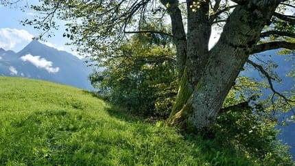 feratel-Berggasthof Steinerkogl - Steinerkogl Sommer 7