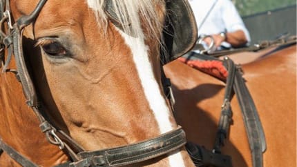 Close-up of a brown horse with a white mane and a rider in the background on a sunny day.