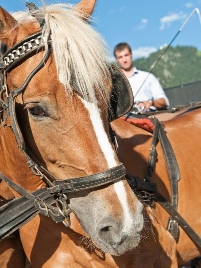 mys-Carriage ride with friends or the family with the Finkenberger Sattel-Finkenberger Sattel