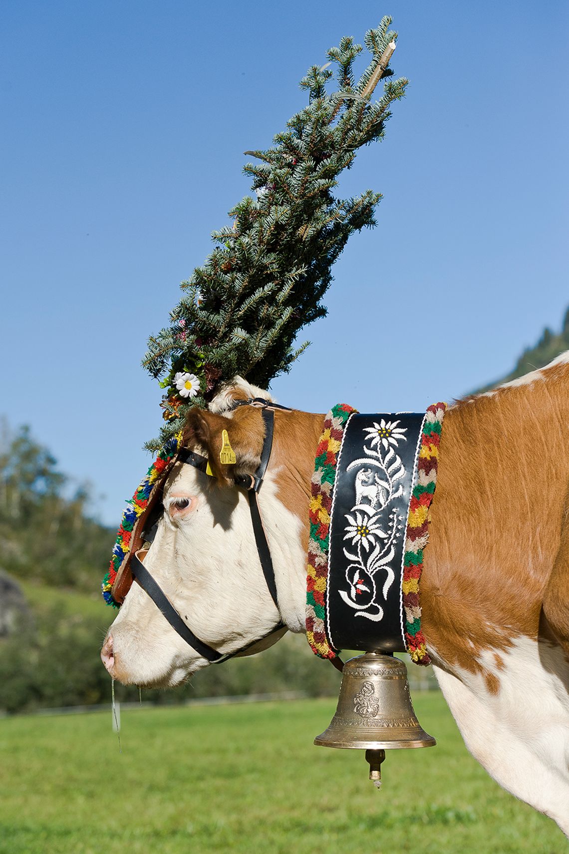 Metal bells hang from wide leather bell straps festively decorated Close-up of traditional cowbells in the Zillertal. The heavy metal bells hang from wide leather bell straps festively decorated with colorful wool borders and emblems, lined up above wood shavings and small green plants.
