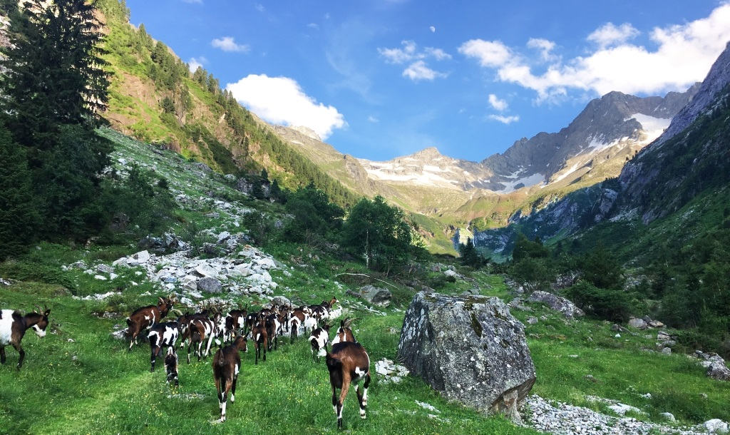 mys-Through magical forest to the wild Gunggl-Media Upload