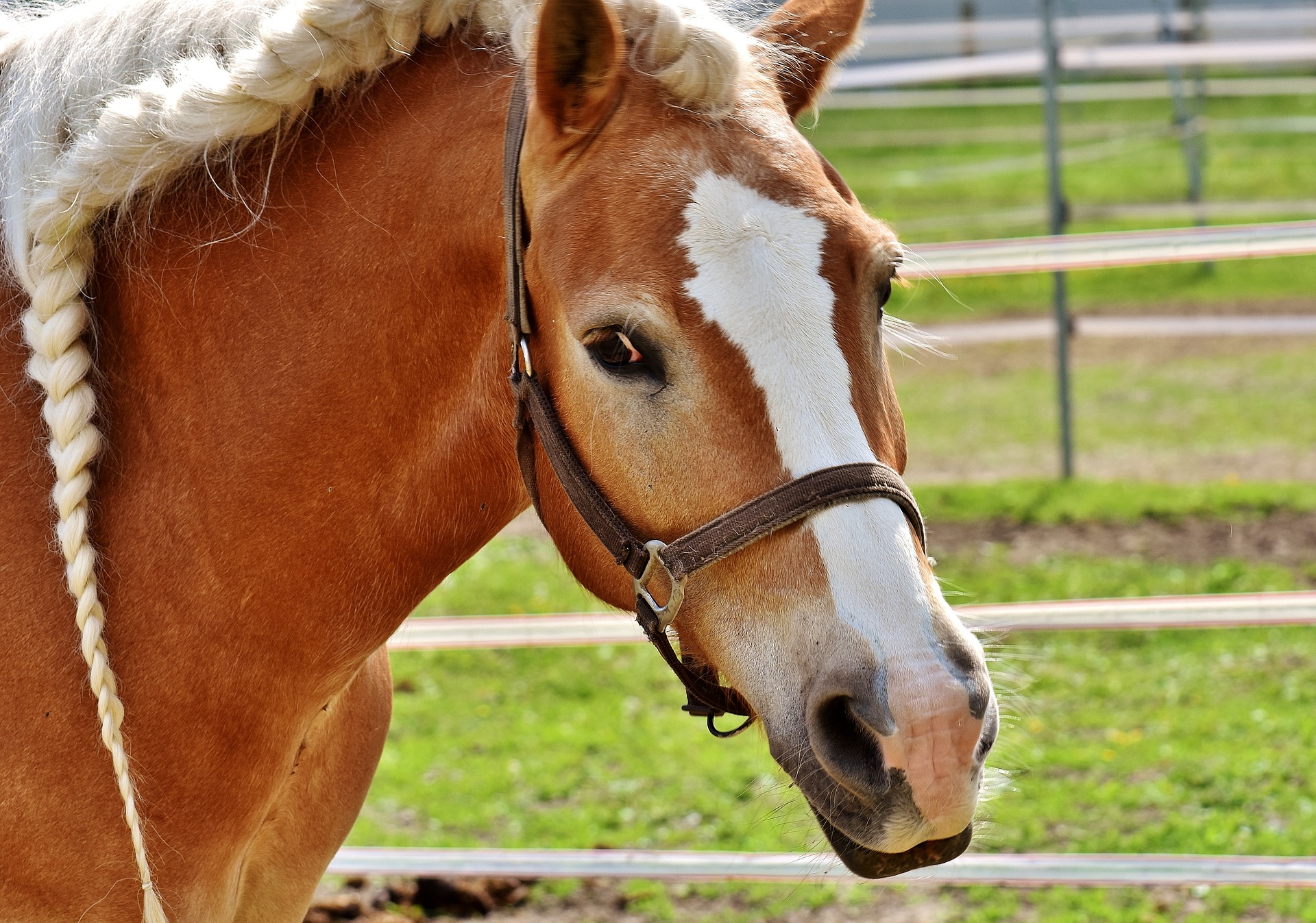 Pixabay Haflinger 