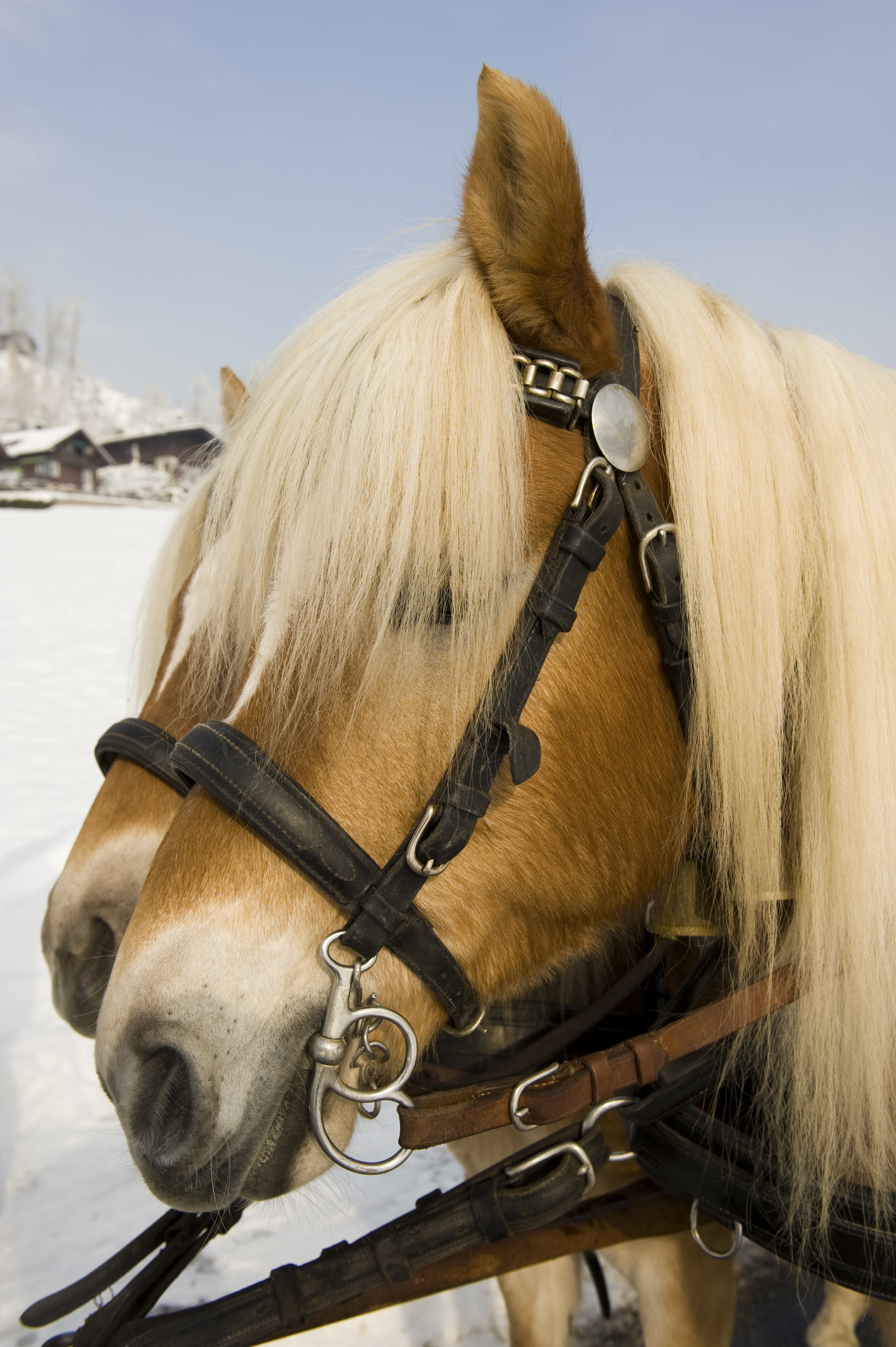 mys-Kiendlerhof-Kutschfahrt Kiendlerhof