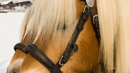 mys-Kiendlerhof-Kutschfahrt Kiendlerhof