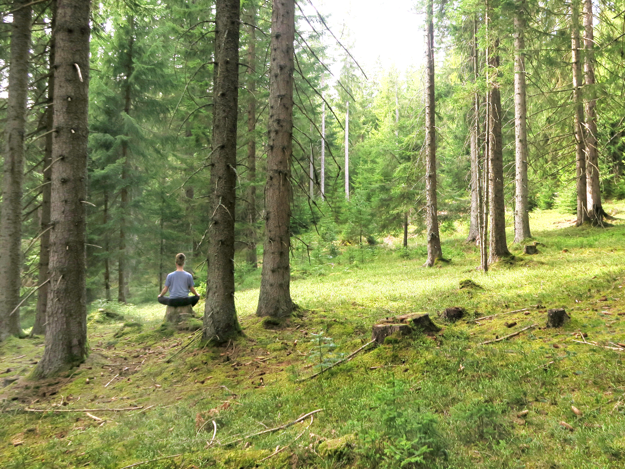 mys-Geführtes Waldbaden - Riechen Lauschen Fühlen-Waldbaden