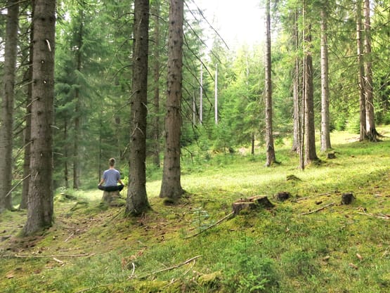 mys-Waldbaden - Riechen Lauschen Fühlen-Waldbaden Geführtes Waldbaden - Riechen Lauschen Fühlen