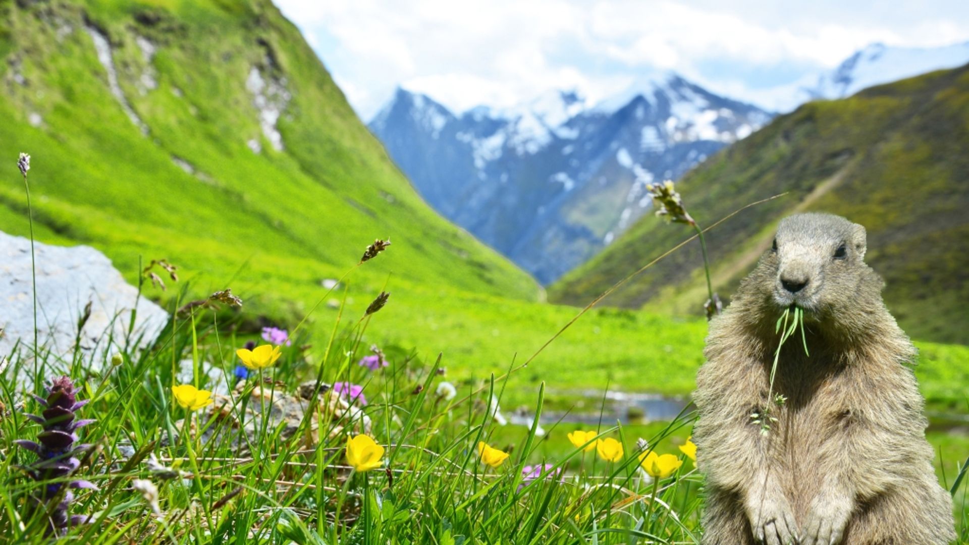 Flower meadow with marmot in the Weitental valley