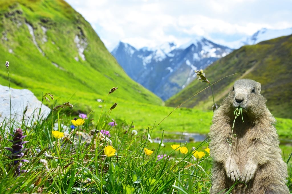 Flower meadow with marmot in the Weitental valley