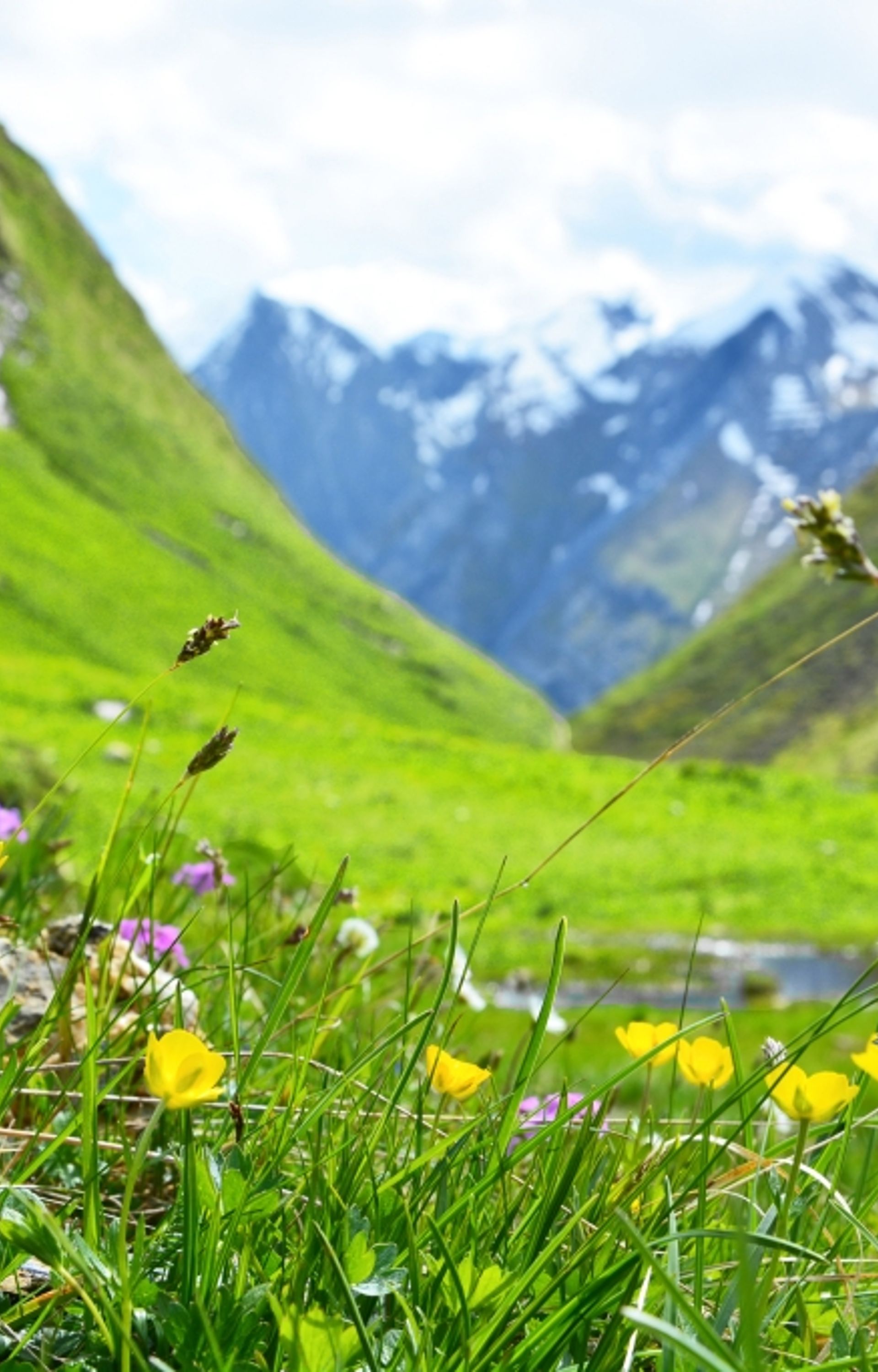 Blumenwiese mit Murmeltier im Weitental