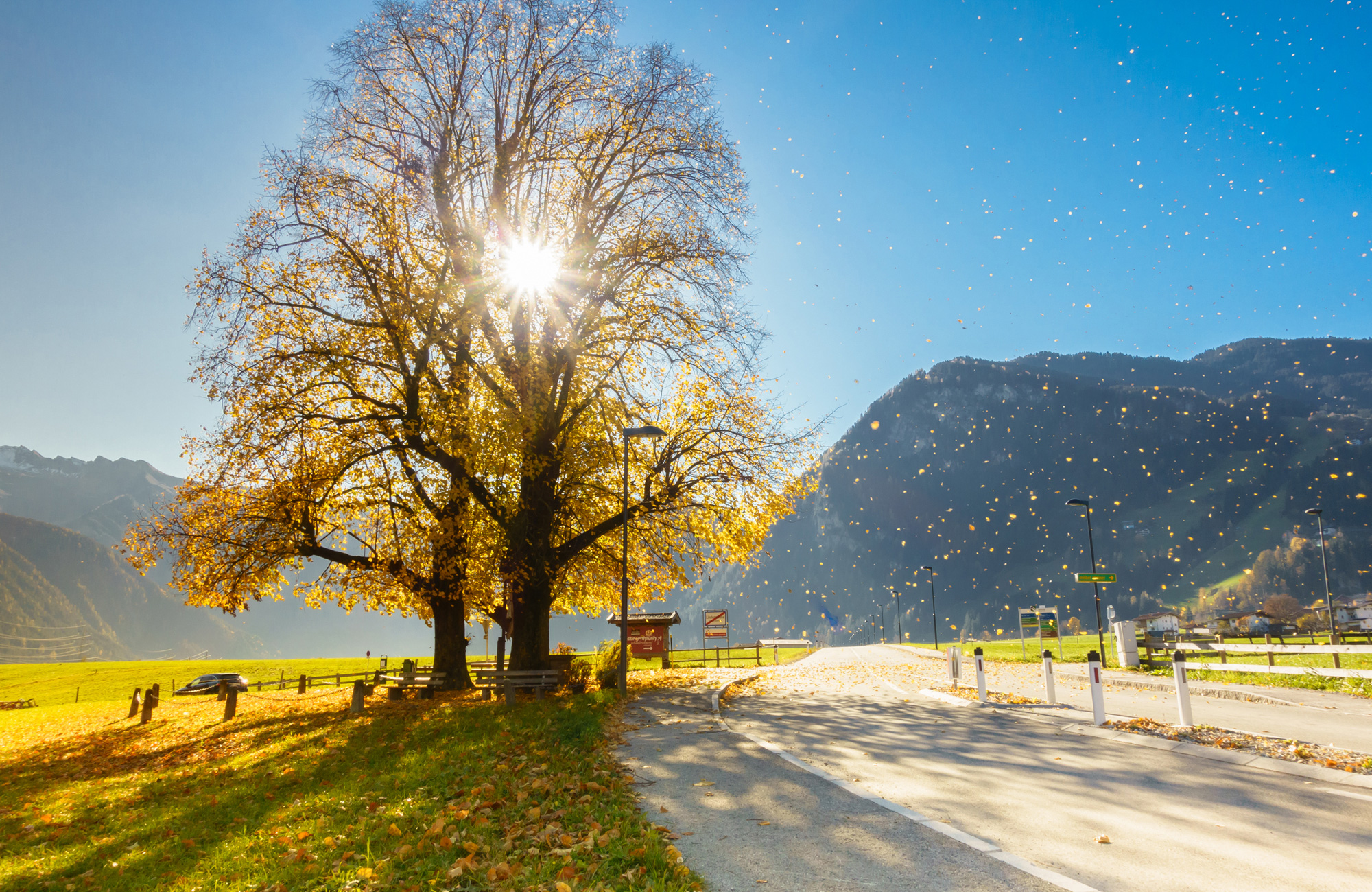 Sunlight shining through the Three Linden trees on the Schwendau Trail in Tyrol, surrounded by green meadows, cows, and mountain scenery, Station 11 “Three Linden Trees,” photographed by Paul Wechselberger.