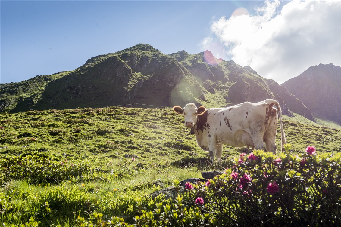 Kuh auf grüner Wiese vor bergigem Hintergrund bei Sonnenschein, mit Blumen im Vordergrund.