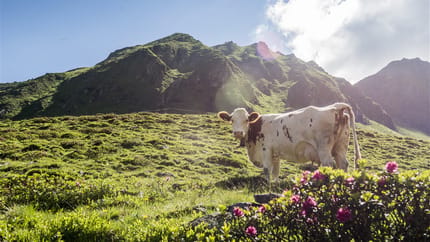 Kuh auf grüner Wiese vor bergigem Hintergrund bei Sonnenschein, mit Blumen im Vordergrund.