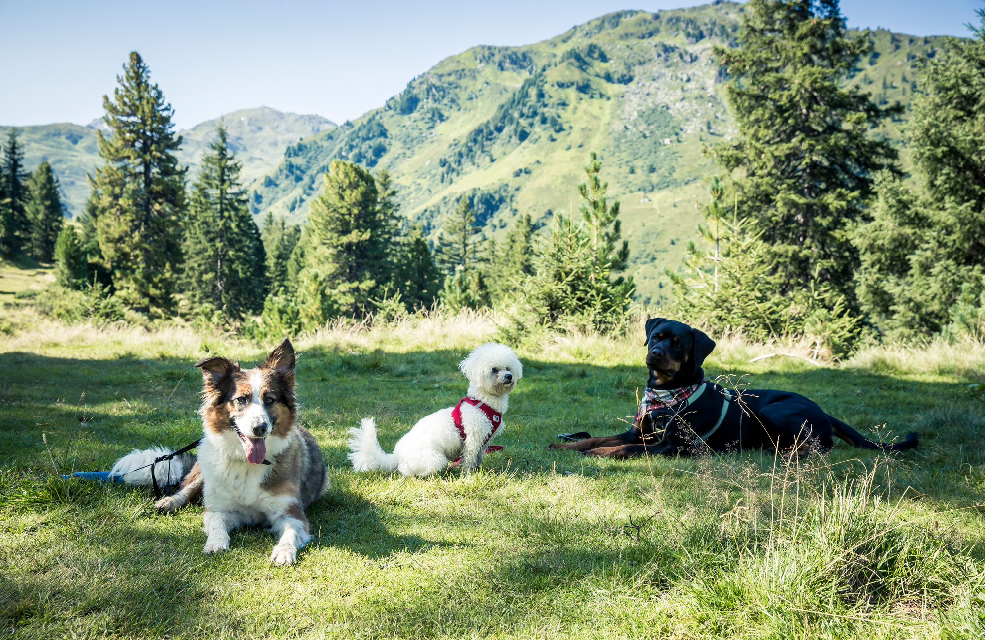 Drei Hunde entspannen auf einer sonnigen Almwiese in Mayrhofen im Zillertal. Umgeben von Bergen und Wäldern genießen sie die Natur – ideal für Urlaub mit Hund.