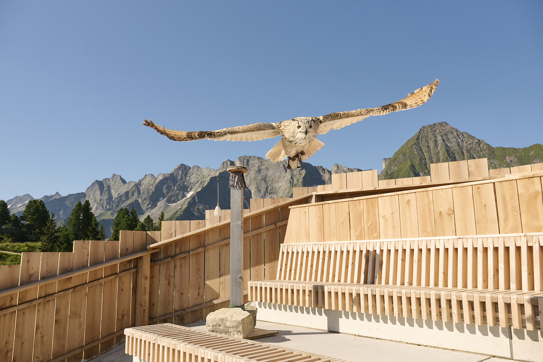 Eagle's Stage Ahorn grandstand with bird of prey